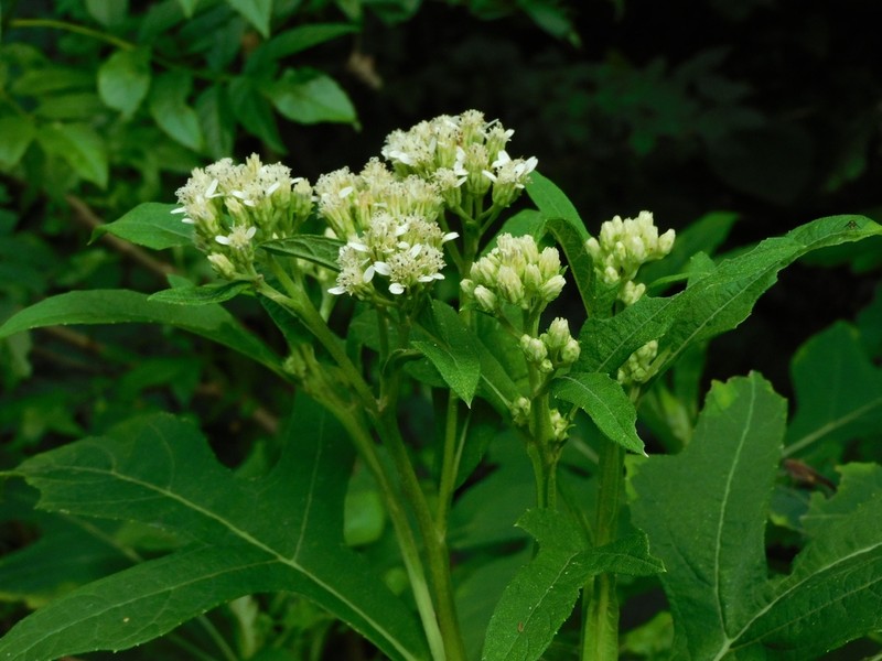 Verbesina macrophylla photo 3