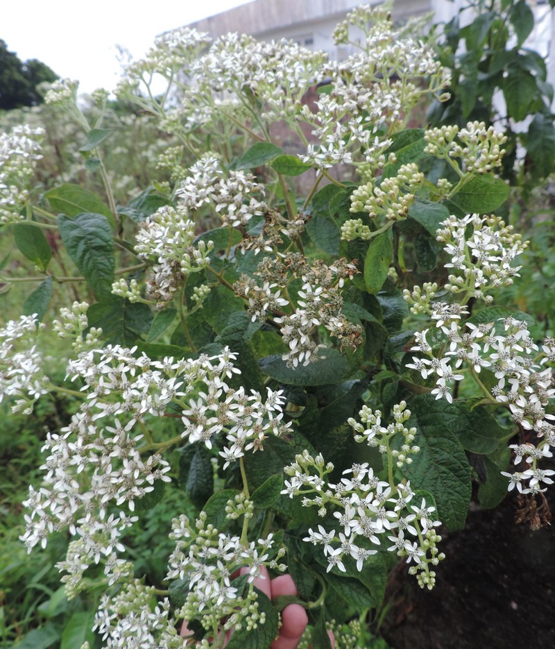 Verbesina macrophylla photo 4