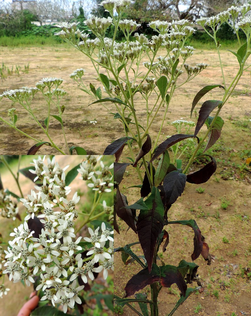 Verbesina macrophylla photo 5