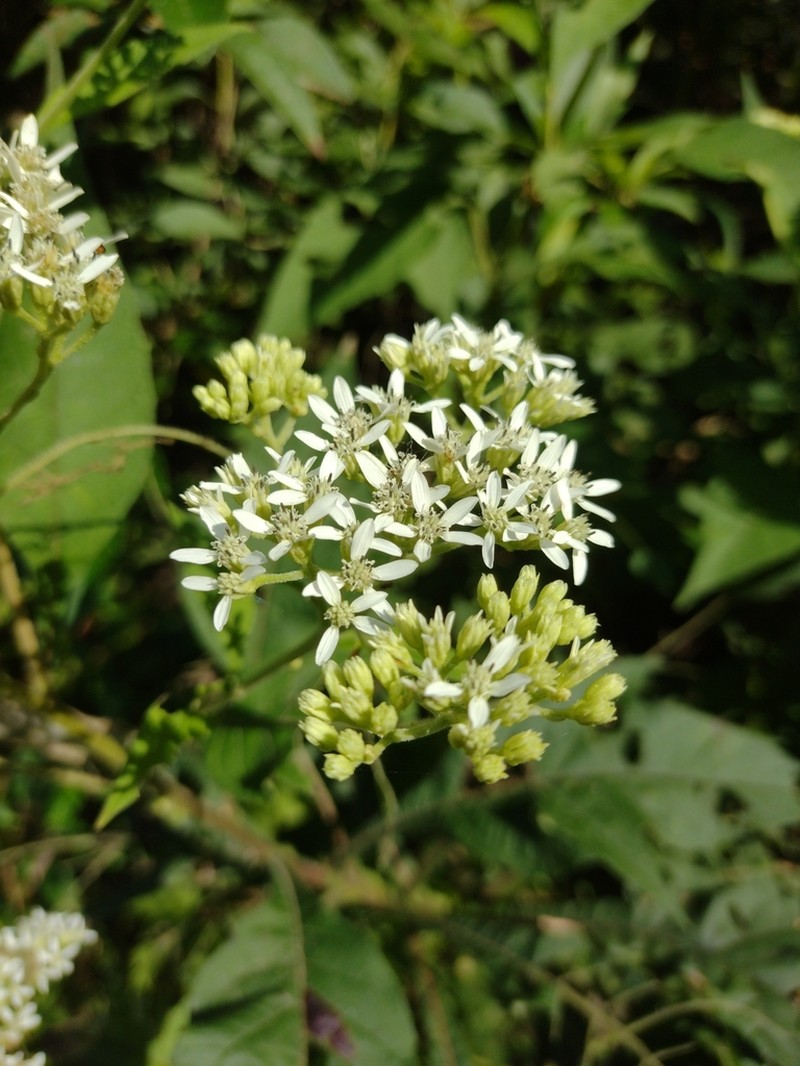 Verbesina macrophylla photo 6