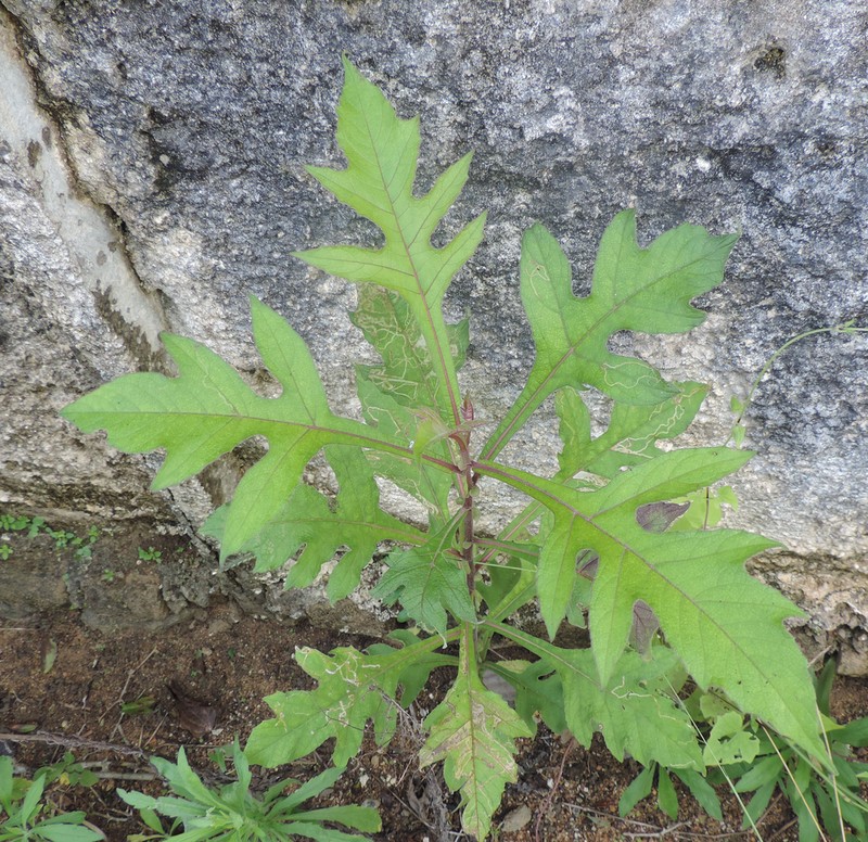 Verbesina macrophylla photo 7