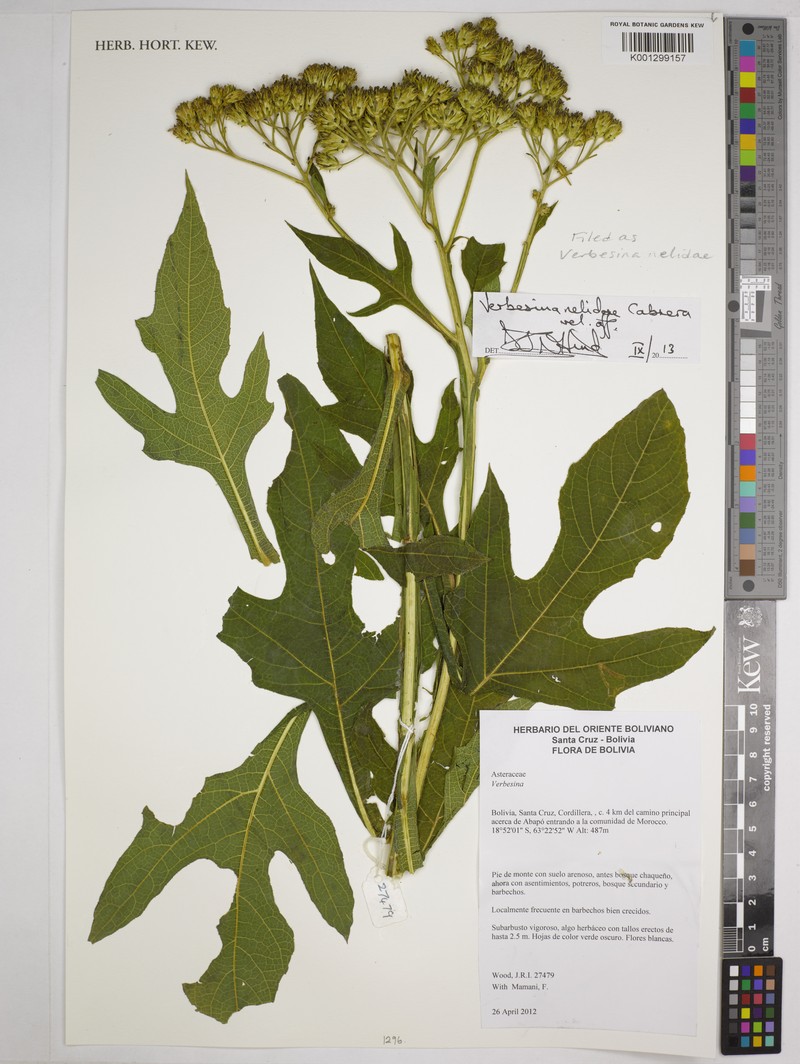 Verbesina macrophylla var. nelidae