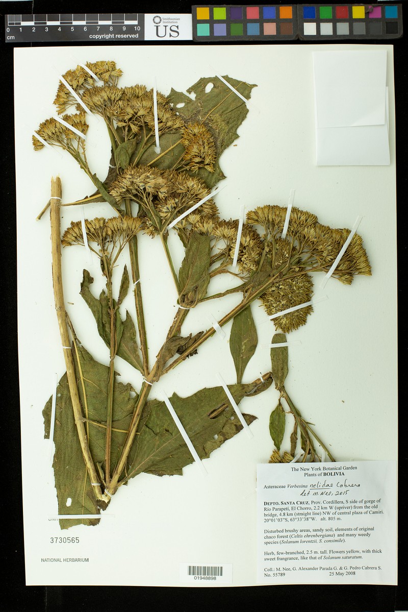 Verbesina macrophylla var. nelidae photo 2