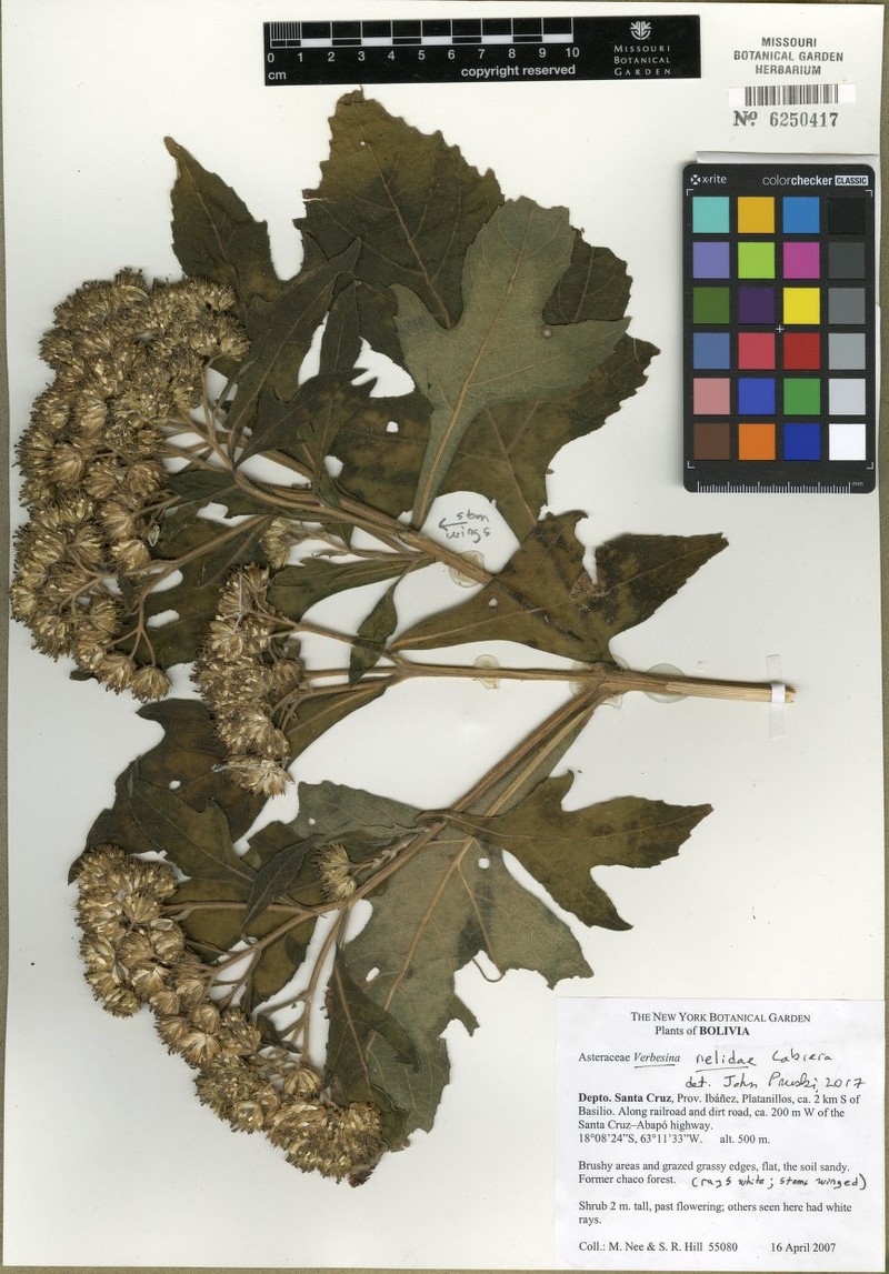 Verbesina macrophylla var. nelidae photo 3