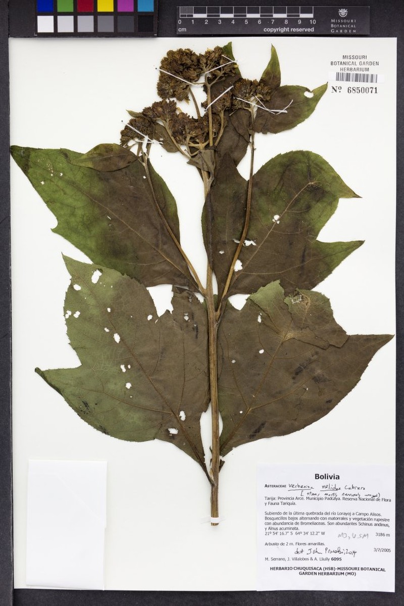Verbesina macrophylla var. nelidae photo 4
