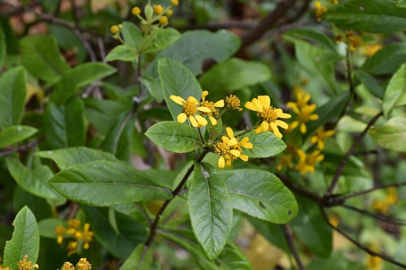 Verbesina macvaughii