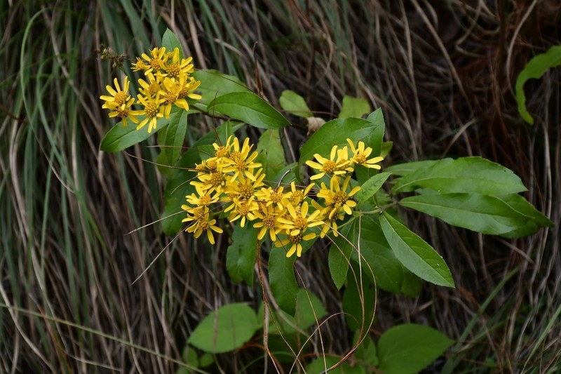 Verbesina macvaughii photo 2