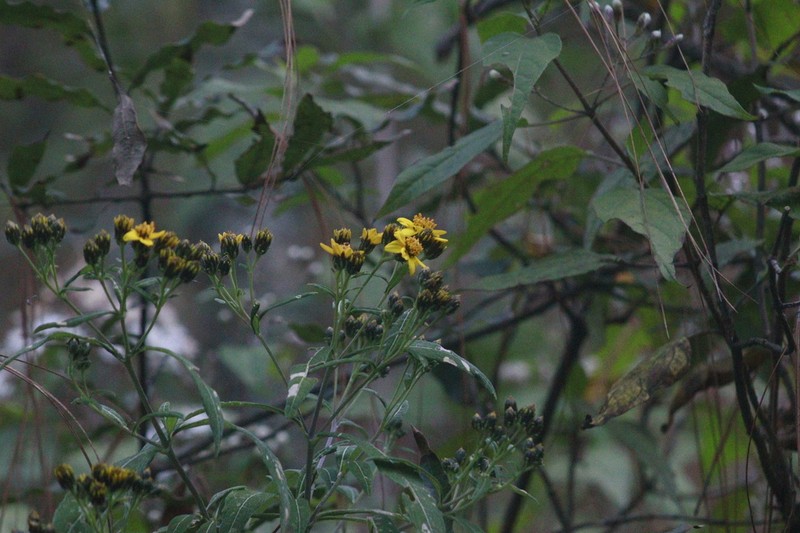 Verbesina mexiae photo 7
