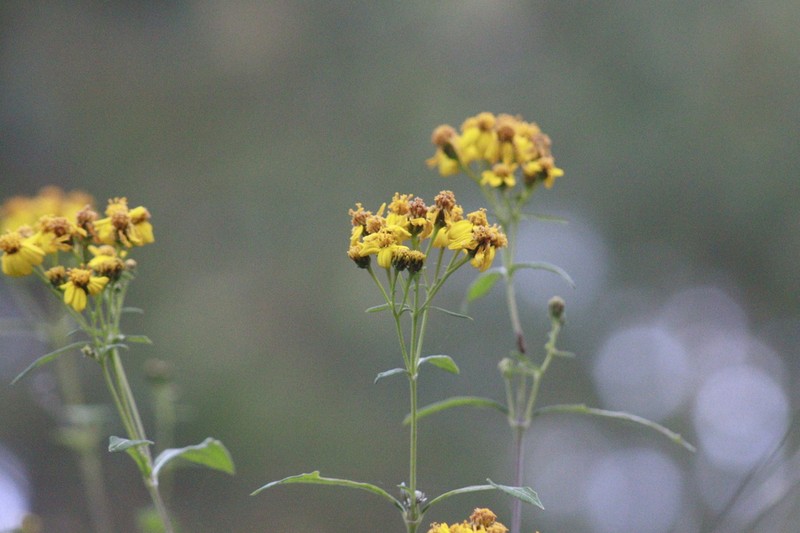 Verbesina mexiae photo 8