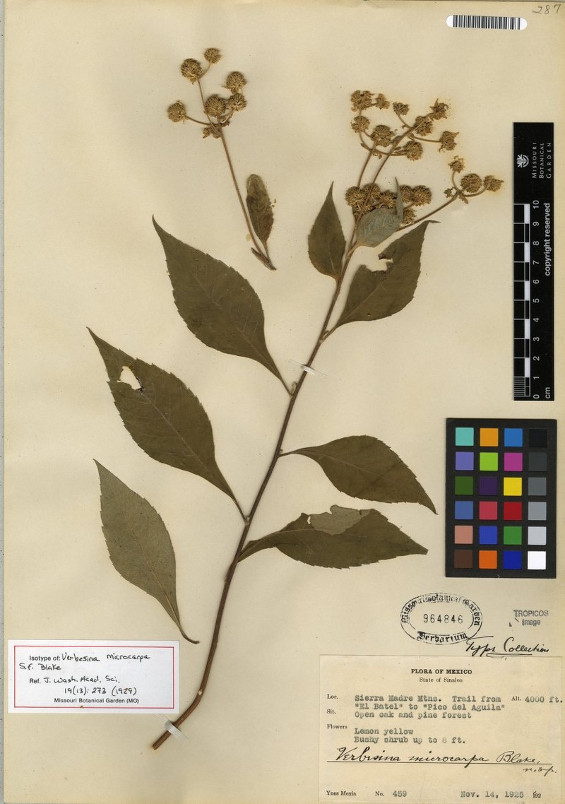 Verbesina microcarpa