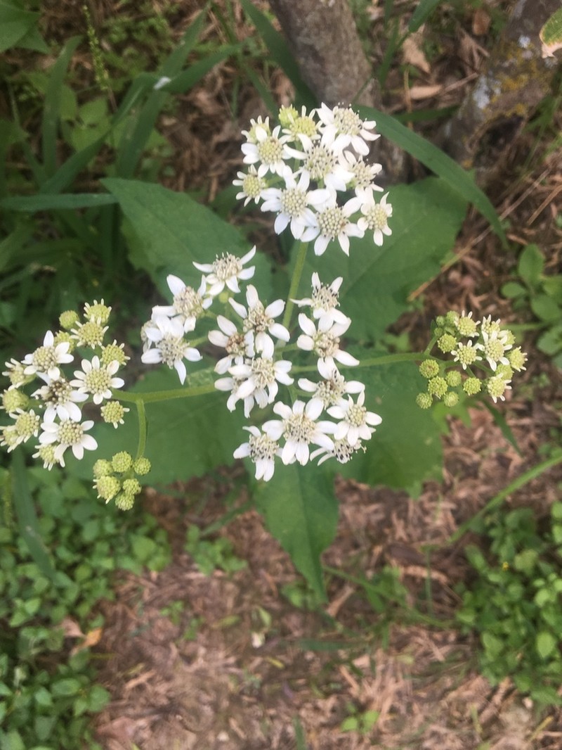 Texas Crownbeard