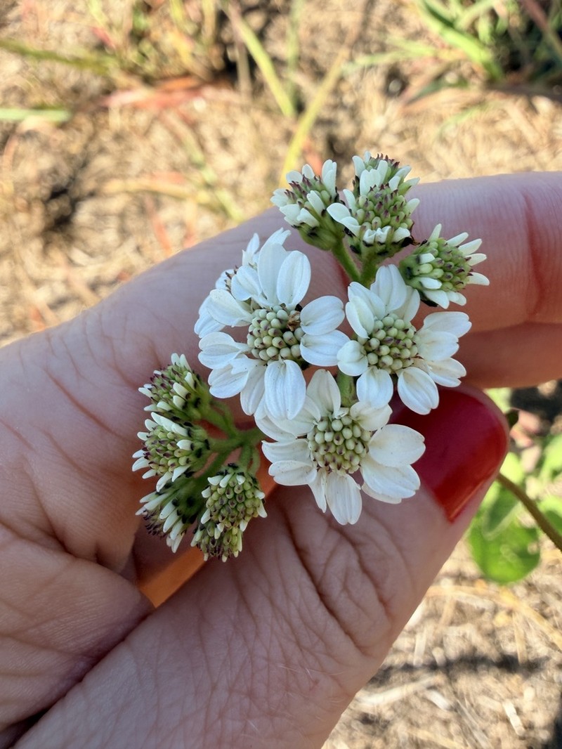 Texas Crownbeard photo 2