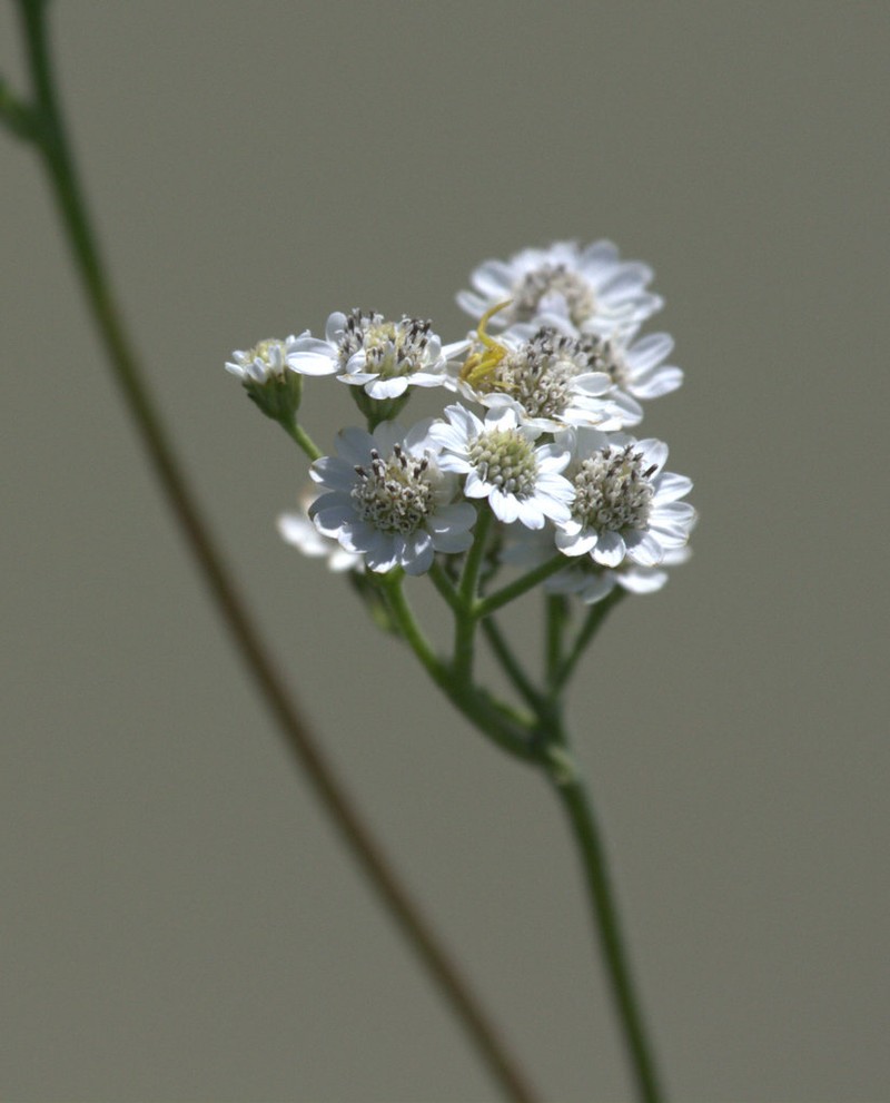 Texas Crownbeard photo 3