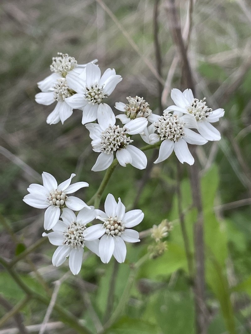 Texas Crownbeard photo 4