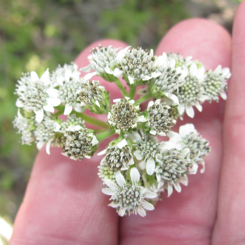 Texas Crownbeard photo 6