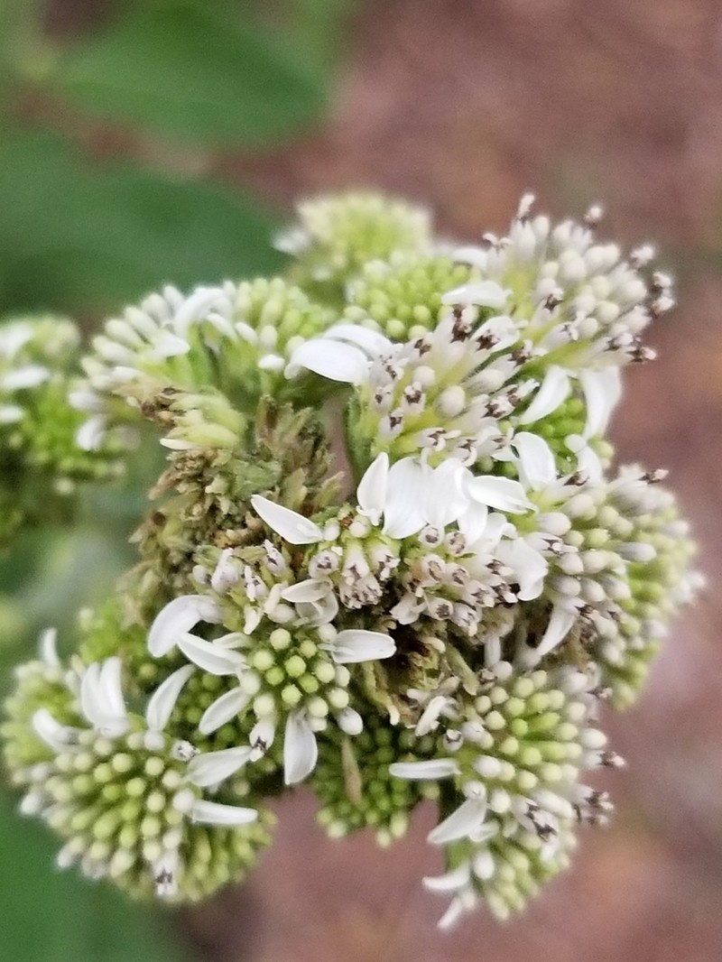 Texas Crownbeard photo 7