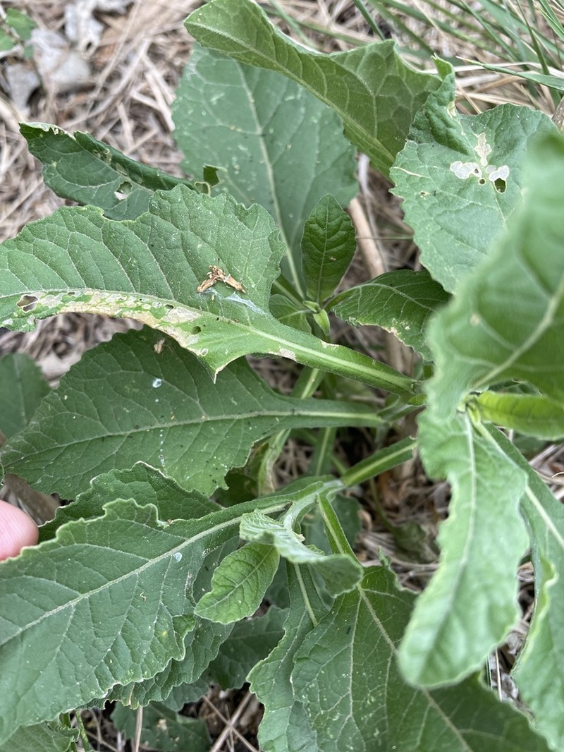 Texas Crownbeard photo 8