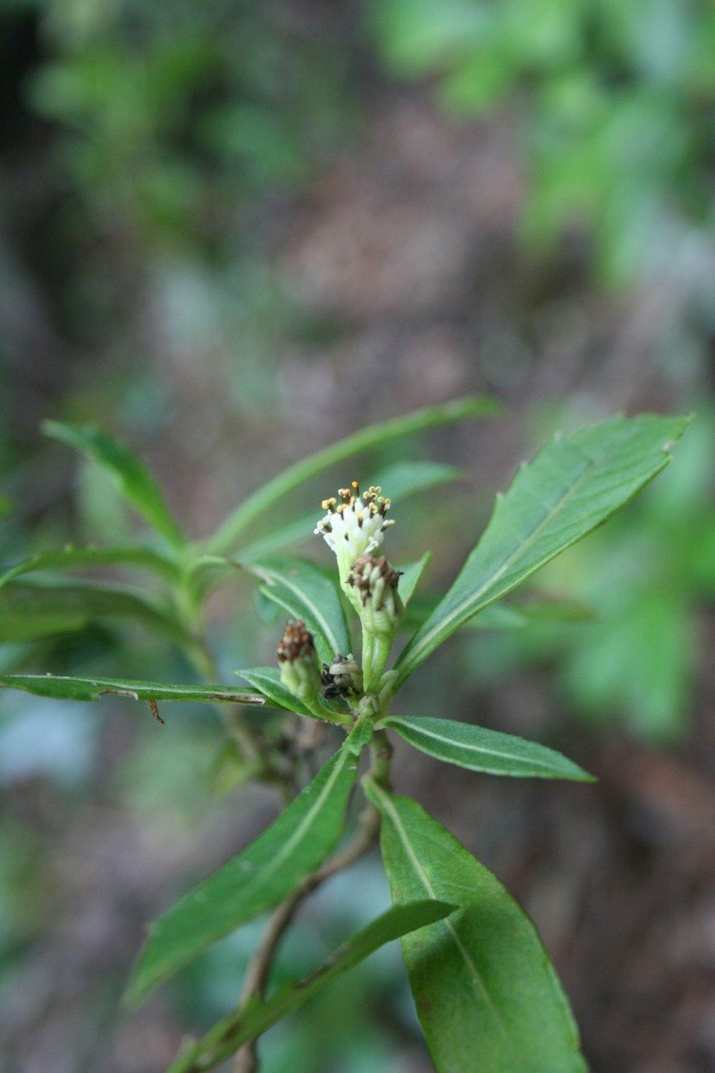 Verbesina minarum