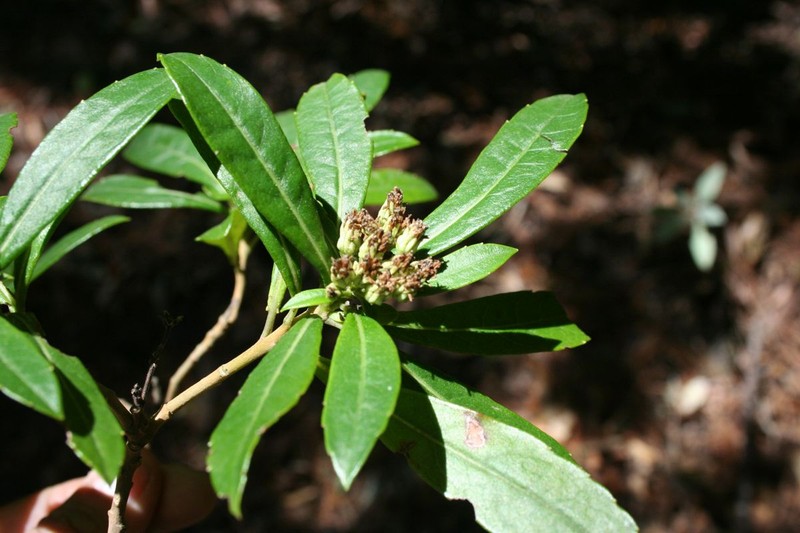 Verbesina minarum photo 2