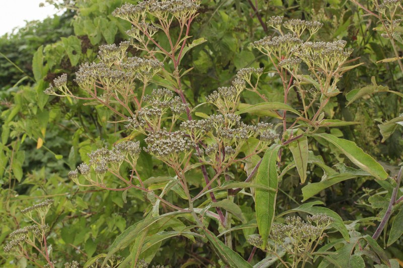 Verbesina minuticeps