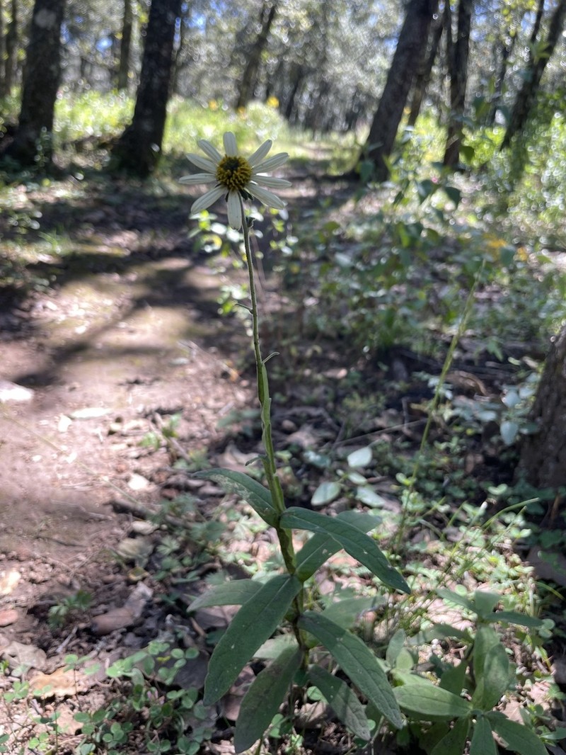 Verbesina mollis