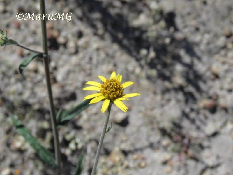 Verbesina mollis photo 2