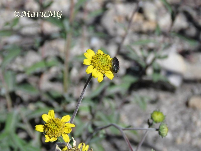 Verbesina mollis photo 4