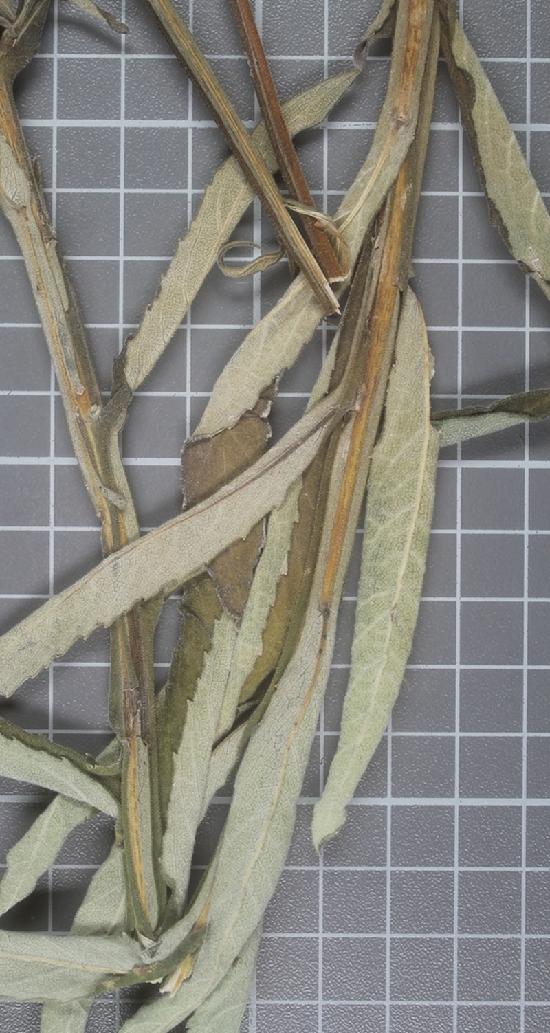 Verbesina mollis photo 5