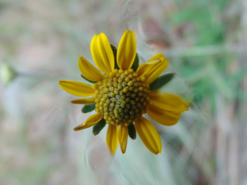 Verbesina mollis photo 6