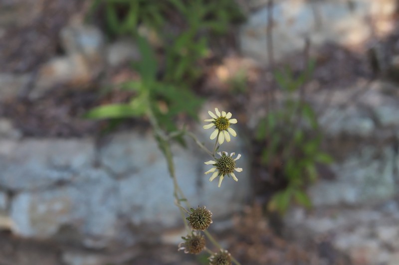 Verbesina mollis photo 7