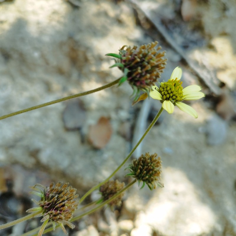 Verbesina mollis photo 8