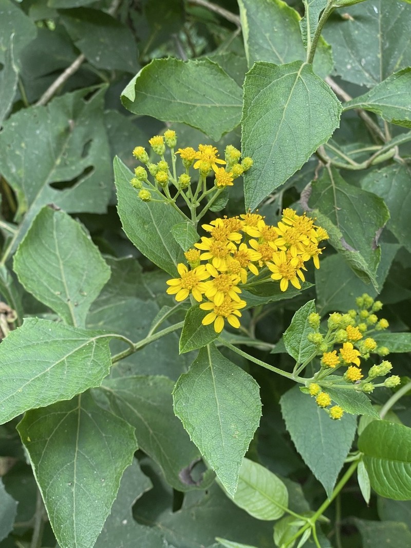 Verbesina montanoifolia photo 2