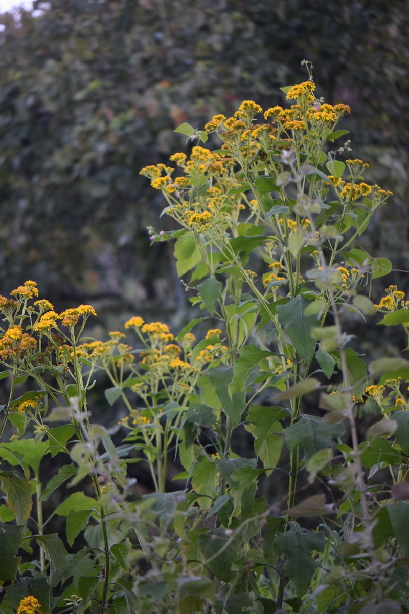 Verbesina montanoifolia photo 3