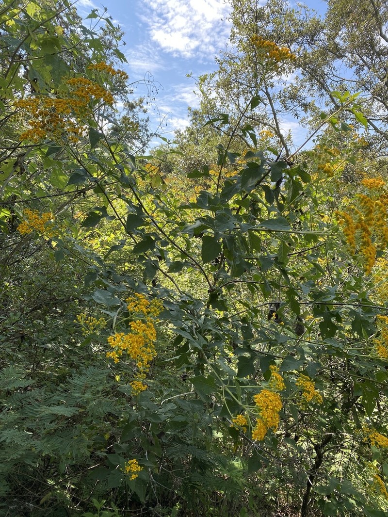 Verbesina montanoifolia photo 4