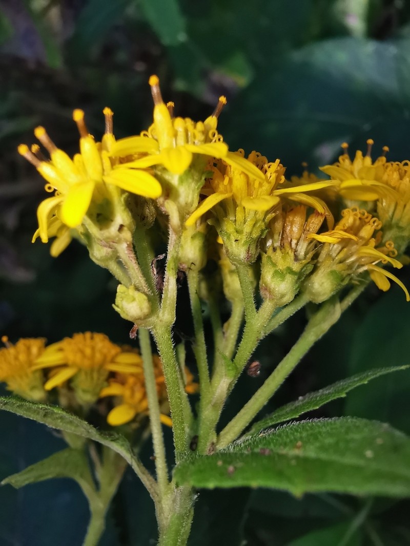 Verbesina montanoifolia photo 5