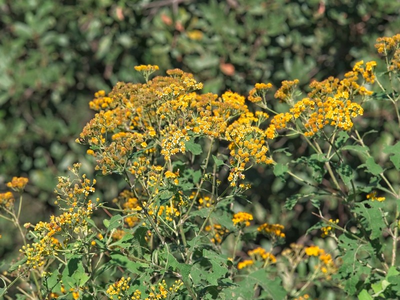 Verbesina montanoifolia photo 6