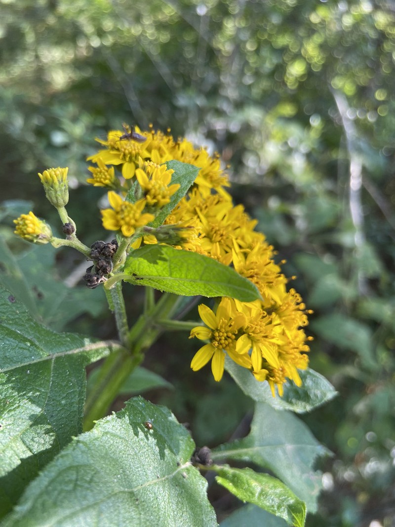 Verbesina montanoifolia photo 8