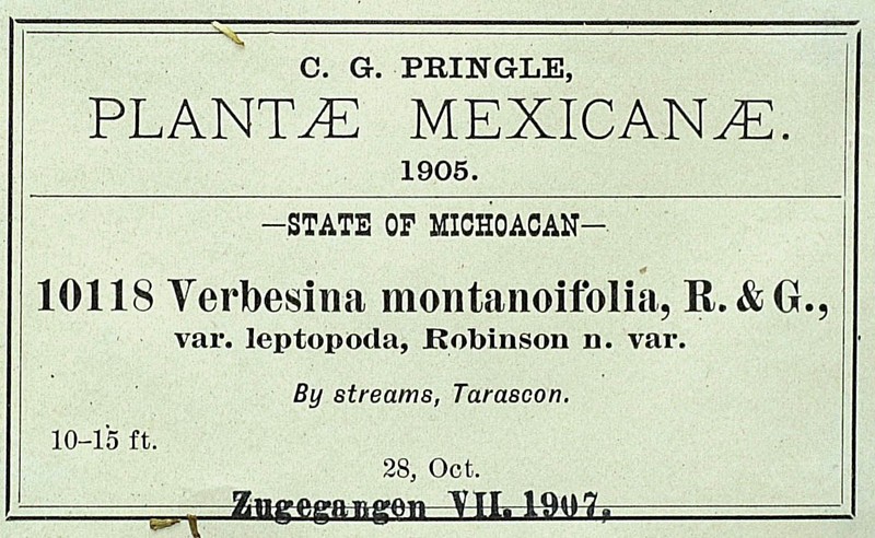 Verbesina montanoifolia var. leptopoda
