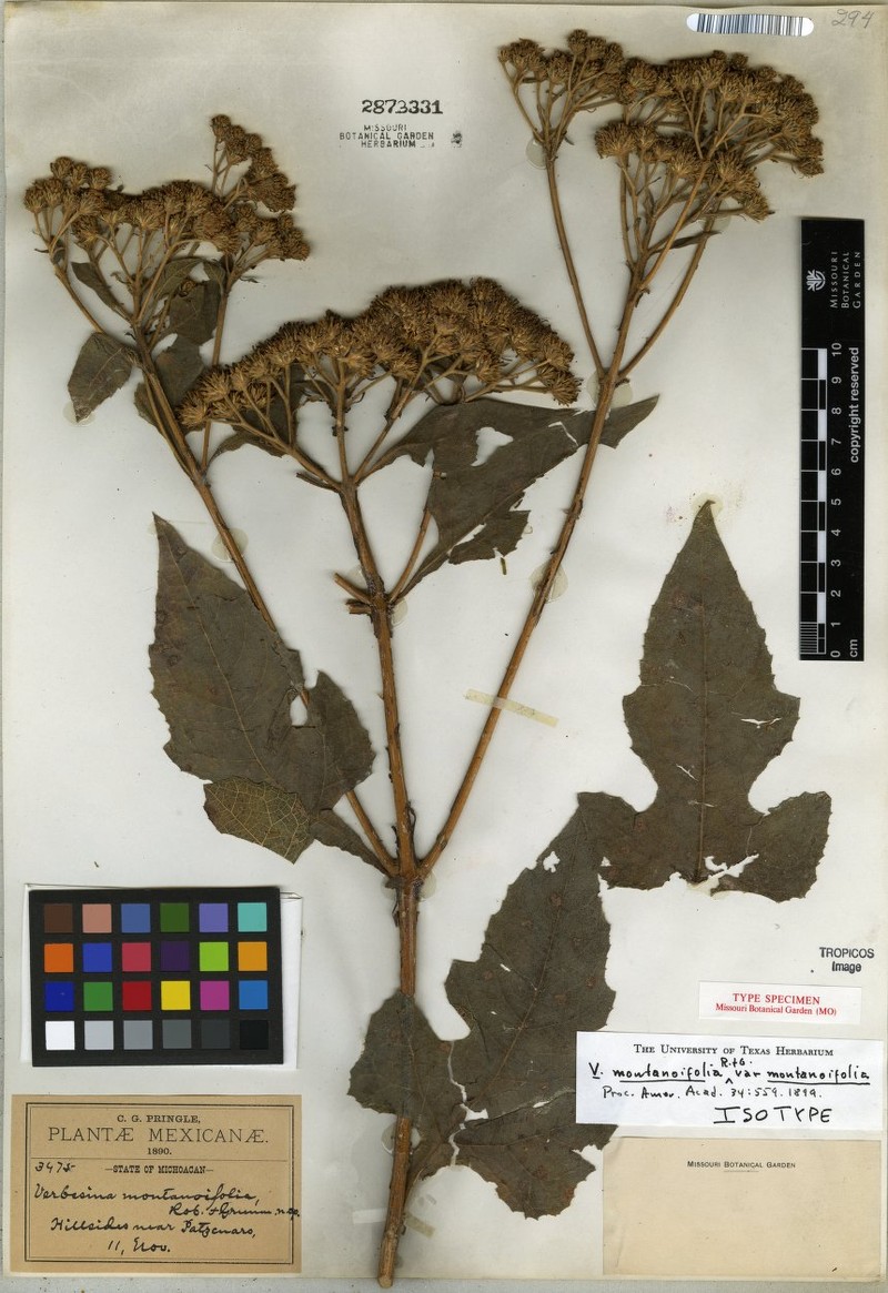 Verbesina montanoifolia var. montanoifolia
