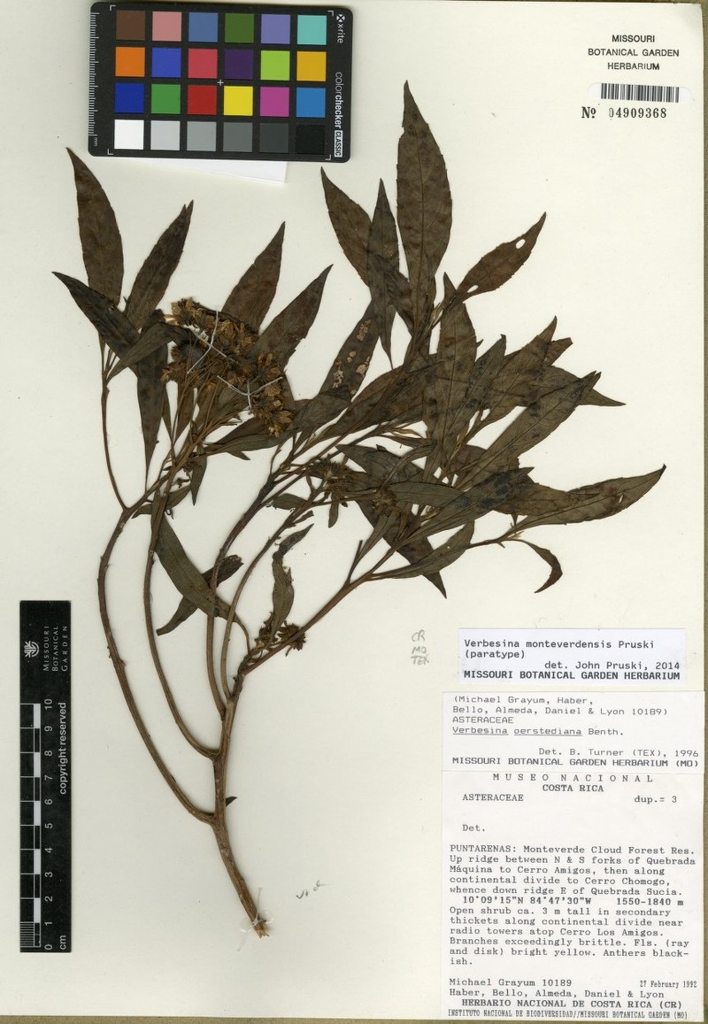 Verbesina monteverdensis