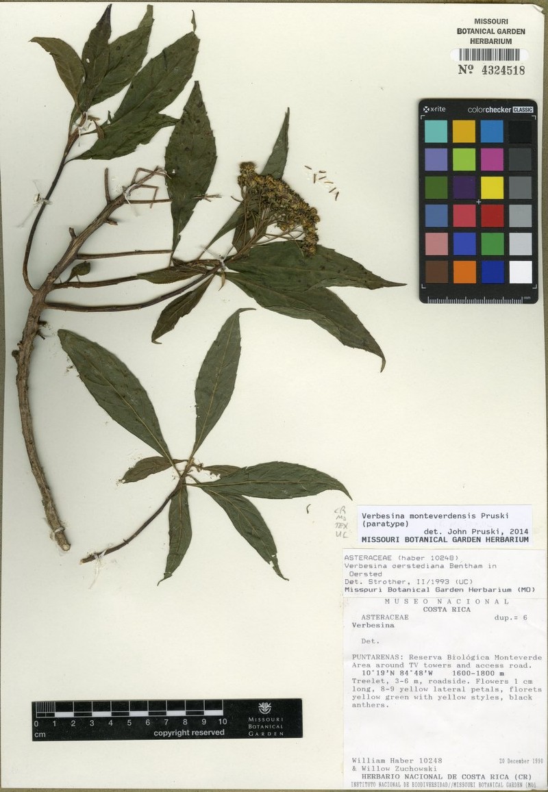 Verbesina monteverdensis photo 2