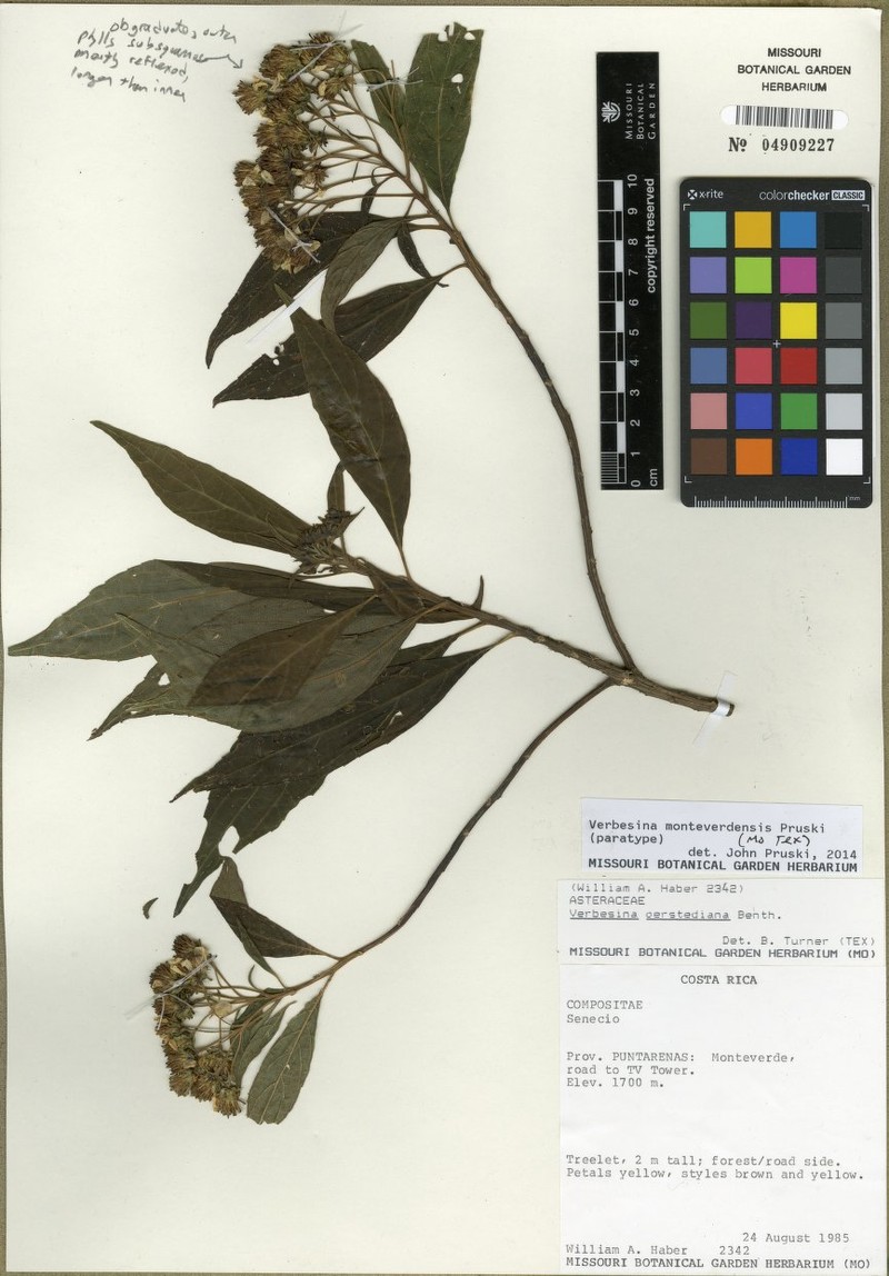 Verbesina monteverdensis photo 3