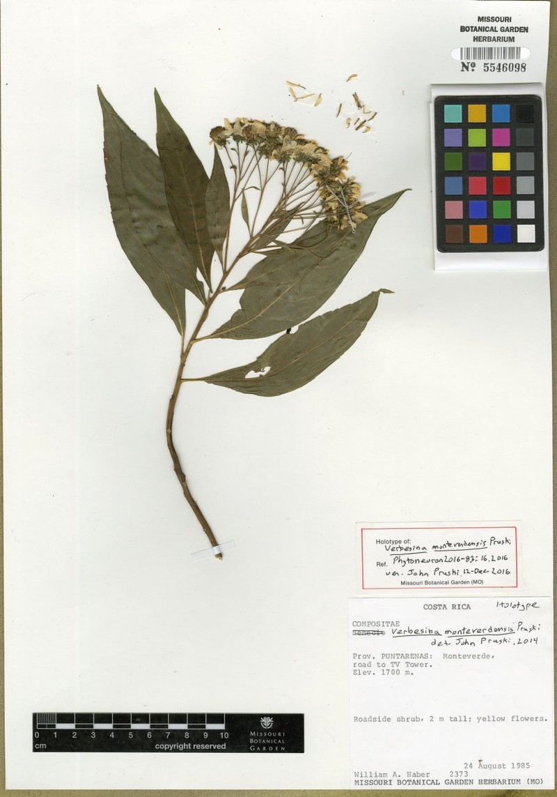 Verbesina monteverdensis photo 4