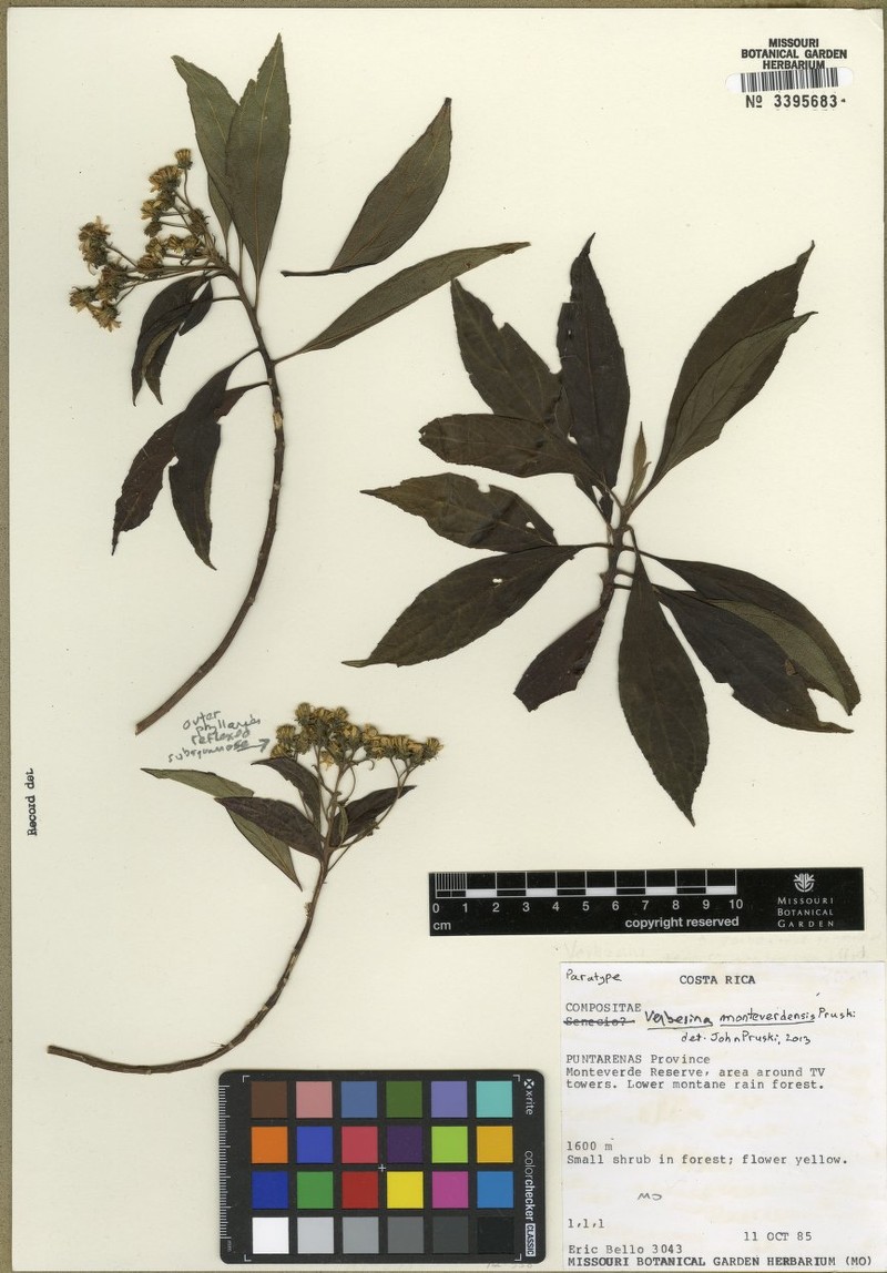 Verbesina monteverdensis photo 5