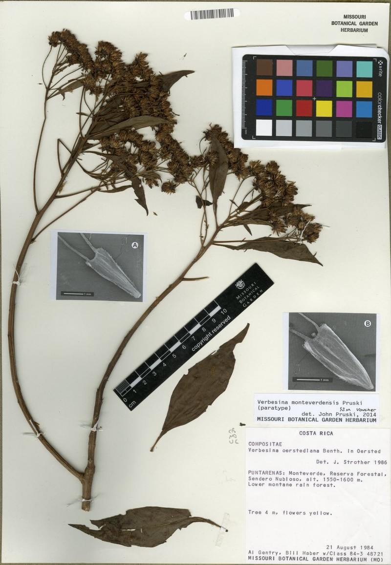 Verbesina monteverdensis photo 6