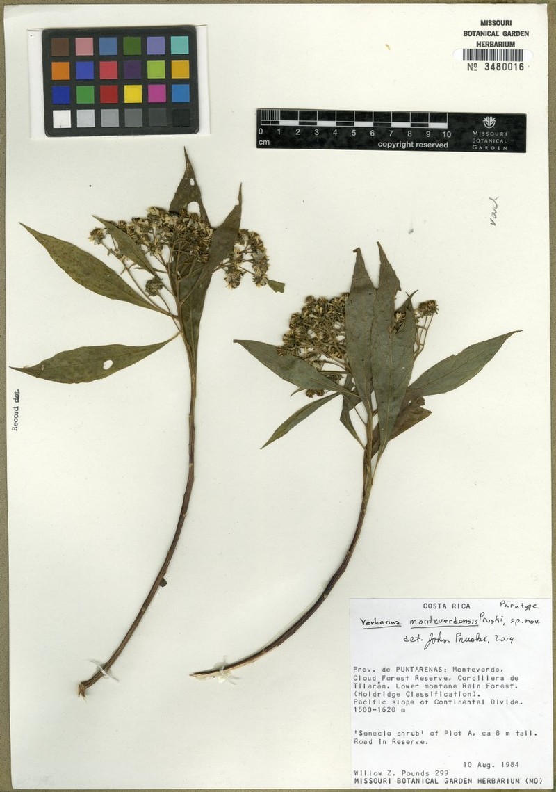 Verbesina monteverdensis photo 7