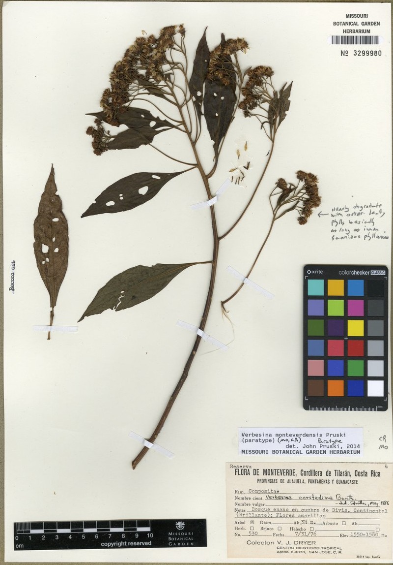 Verbesina monteverdensis photo 8