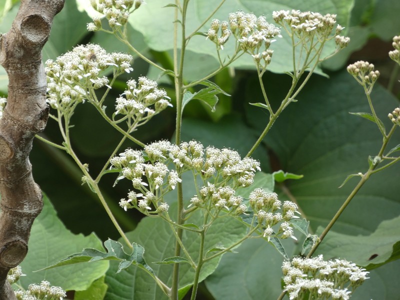 Verbesina myriocephala photo 2