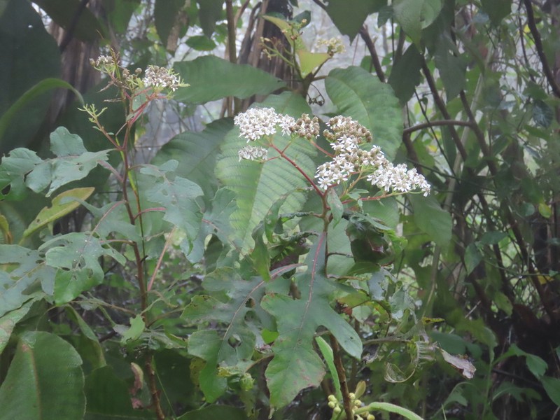 Verbesina myriocephala photo 3