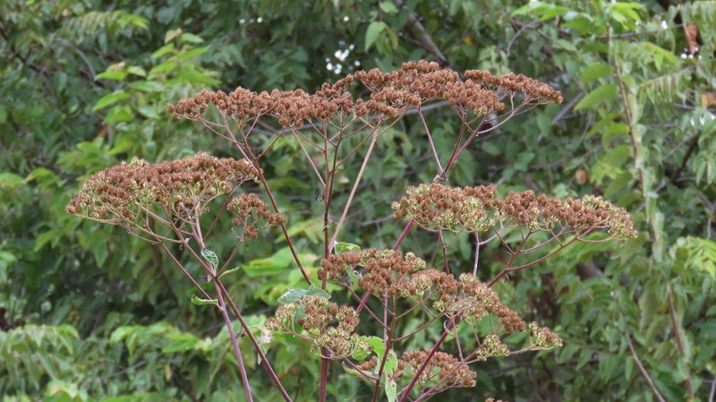 Verbesina myriocephala photo 4